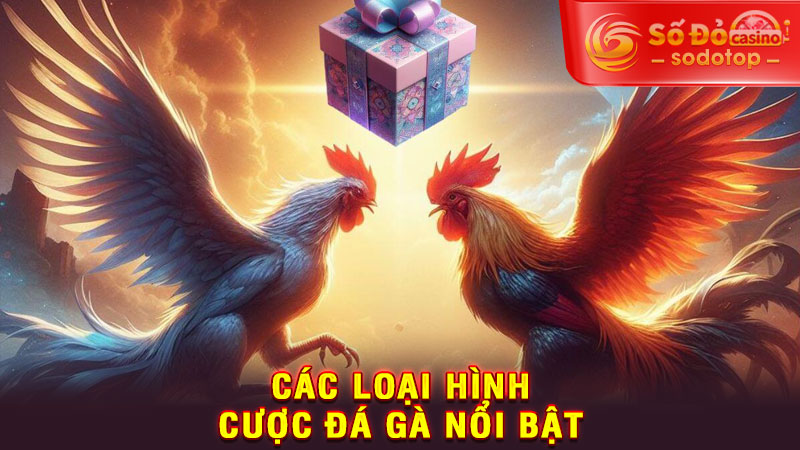 các loại hình cược đá gà nổi bật